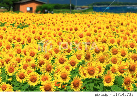 【山口県】晴天の花の海のヒマワリ(季節の花畑) 【山口県】晴天の花の海のヒマワリ(季節の花畑) 117143735