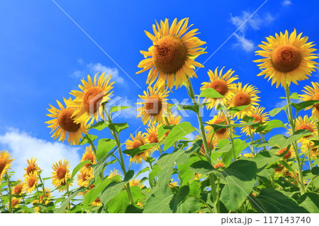 【山口県】晴天の花の海のヒマワリ（季節の花畑） 117143740