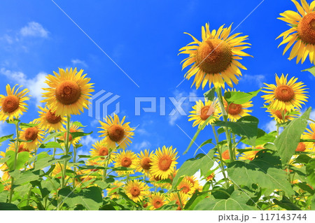 【山口県】晴天の花の海のヒマワリ（季節の花畑） 117143744