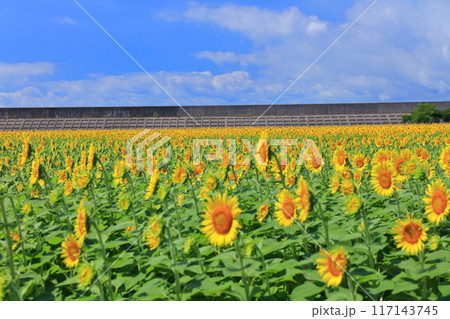 【山口県】晴天の花の海のヒマワリ（季節の花畑） 117143745