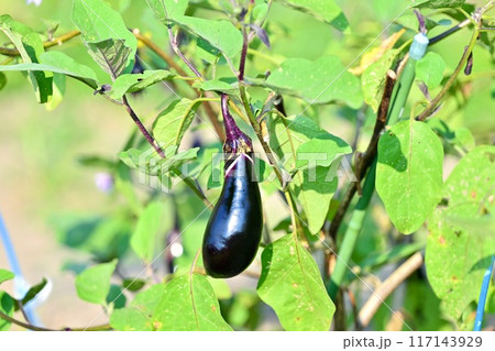 家庭菜園のナス、なす、茄子、野菜、ガーデニング、園芸。 家庭菜園のナス、なす、茄子、野菜、ガーデニング、園芸。 117143929