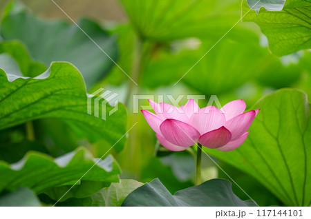 しとやかに咲くハスの花 117144101