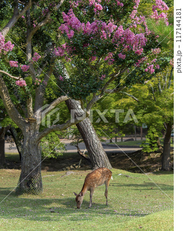百日紅の花が咲く夏の奈良公園と鹿の風景 117144181