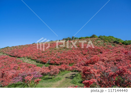 青空バックに展望台から見上げる満開のツツジの絶景 117144440