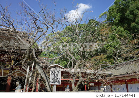 飛梅の風景_大宰府天満宮 117144441