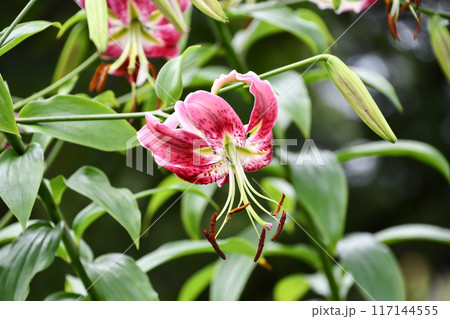 カノコユリ 117144555