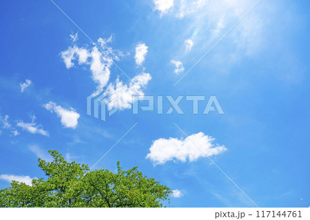 夏の雲と木立 117144761