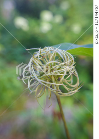 白色のクレマチス・カザグルマの綿毛。花言葉は「精神の美」「旅人の喜び」「甘い束縛」。 117144767