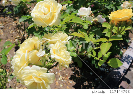 ゴールデンボーダー、イメージ ゴールデンボーダー、イメージ 117144798