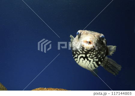 フグ サザナミフグ 魚 海水魚 泳ぐ魚 White-spotted puffer puffer フグ サザナミフグ 魚 海水魚 泳ぐ魚 White-spotted puffer puffer 117144803