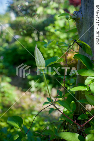白色のクレマチス・カザグルマの蕾。花言葉は「精神の美」「旅人の喜び」「甘い束縛」。 117144868