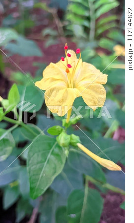 Yellow flowers in the garden Yellow flowers in the garden 117144872