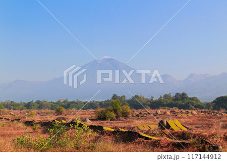 drying sliced tobacco leaves in the traditional way in the open field 117144912