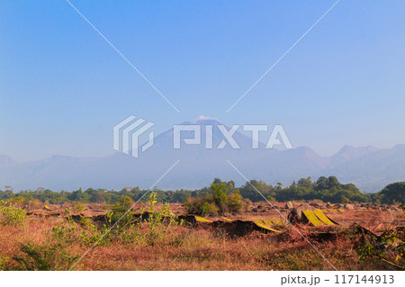 drying sliced tobacco leaves in the traditional way in the open field 117144913