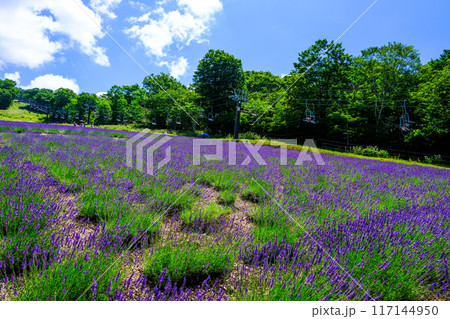 遅咲きのラベンダー畑 117144950