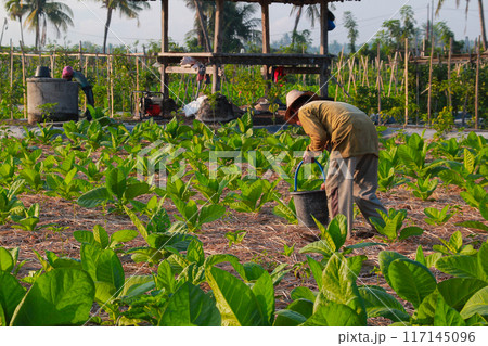 Tobacco farmers fertilize plants in the morning on June 16, 202024 in Lombok, Indonesia 117145096