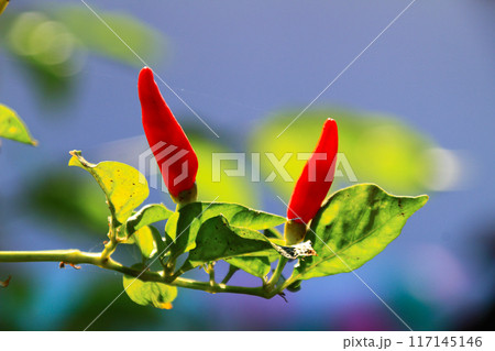 Small red chilies on the stem close up view Small red chilies on the stem close up view 117145146