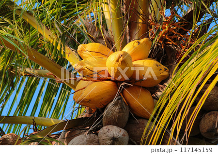 Coconut fruit with yellow skin variety on the tree 117145159