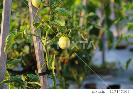Unripe green tomatoes in summer field close up 117145162