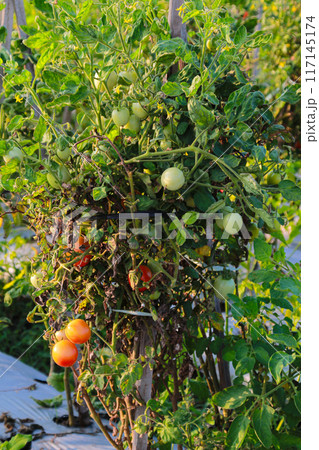 Tomato fruit in summer field close up Tomato fruit in summer field close up 117145174