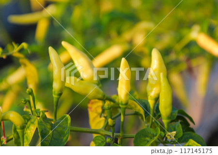 Small green chilies on the stem close up view Small green chilies on the stem close up view 117145175