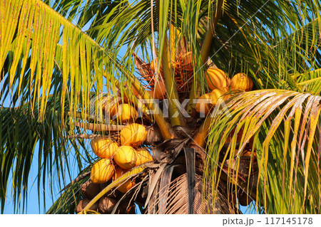 Coconut fruit with yellow skin variety on the tree 117145178