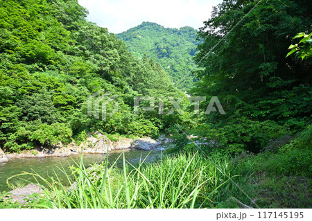 新緑の森林を流れる清津川 初夏の風景 新潟県十日町市 新緑の森林を流れる清津川 初夏の風景 新潟県十日町市 117145195