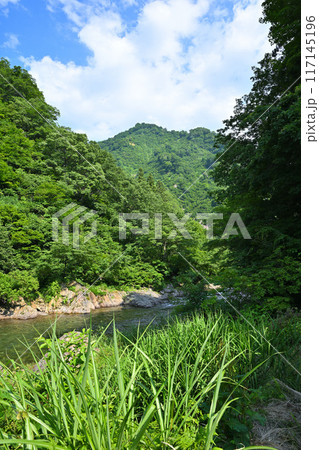 新緑の森林を流れる清津川　初夏の風景　新潟県十日町市 117145196