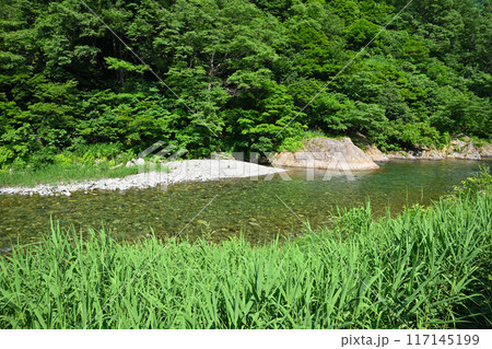 新緑の森林を流れる清津川　初夏の風景　新潟県十日町市 117145199