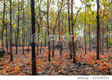 Deciduous Forest, Mixed Deciduous Forest, Forestry in Lombok, Indonesia Deciduous Forest, Mixed Deciduous Forest, Forestry in Lombok, Indonesia 117145253