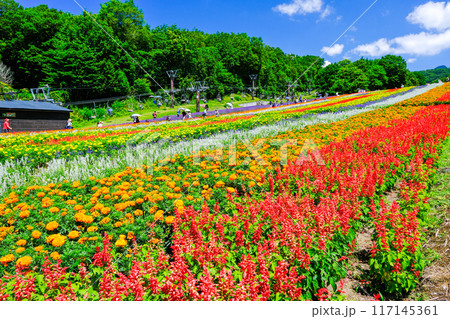 虹のような彩の丘 虹のような彩の丘 117145361