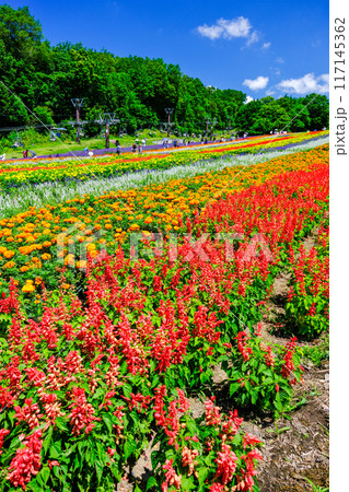 虹のような彩の丘（縦） 117145362