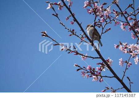 桜の枝に止まる雀 117145387