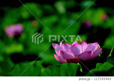 上野公園 不忍池 ハスの花 117145483