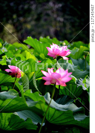 上野公園 不忍池 ハスの花 上野公園 不忍池 ハスの花 117145487