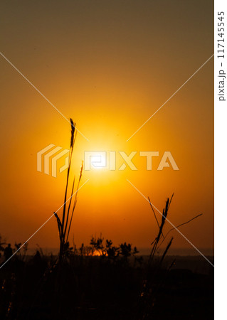 Silhouette of grass with the Sunrise in the morning 117145545