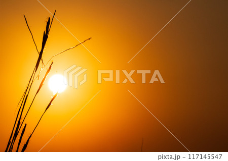 Silhouette of grass with the Sunrise in the morning Silhouette of grass with the Sunrise in the morning 117145547