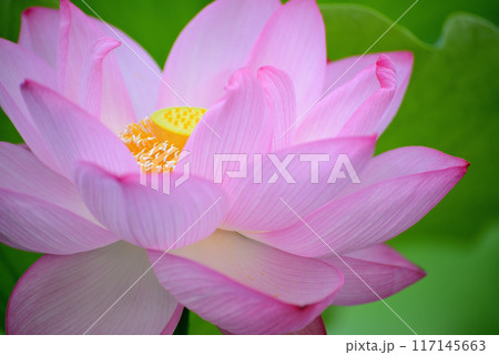 上野公園 不忍池 ハスの花 上野公園 不忍池 ハスの花 117145663