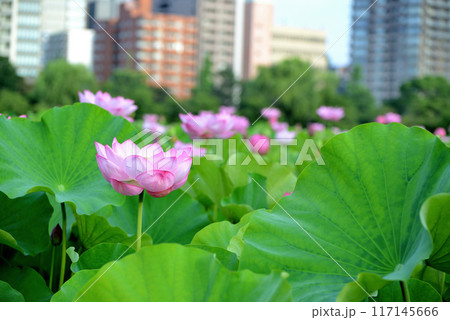 上野公園 不忍池 ハスの花 上野公園 不忍池 ハスの花 117145666