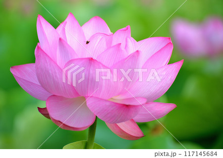 上野公園 不忍池 ハスの花 117145684