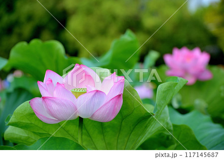 上野公園 不忍池 ハスの花 117145687