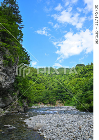 新緑の森林を流れる清津川 初夏の風景 新潟県十日町市 新緑の森林を流れる清津川 初夏の風景 新潟県十日町市 117145700