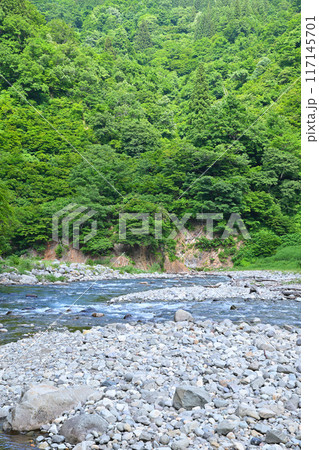 新緑の森林を流れる清津川　初夏の風景　新潟県十日町市 117145701