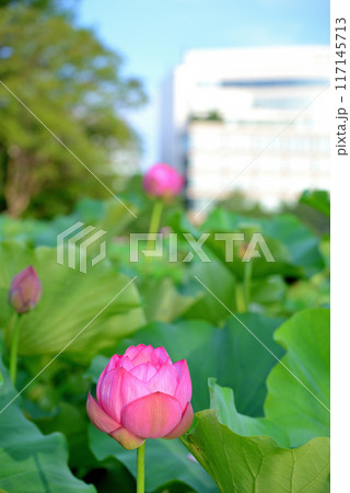 上野公園 不忍池 ハスの花 117145713