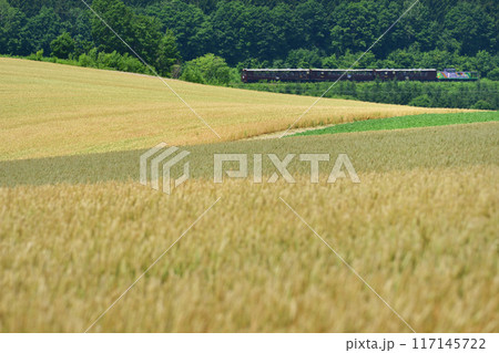 麦秋の麦畑越しに走る「富良野・美瑛ノロッコ号」 麦秋の麦畑越しに走る「富良野・美瑛ノロッコ号」 117145722