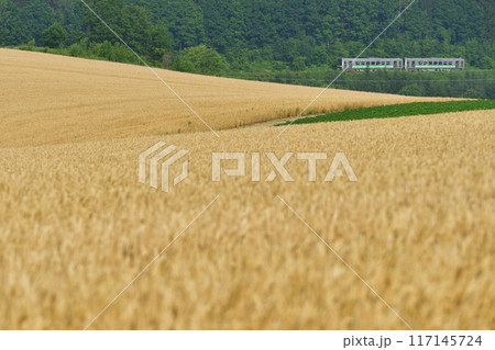 麦秋の麦畑越しに走るH100形の普通列車 117145724