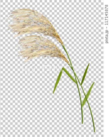 2 silver grass ears with leaves 117145878