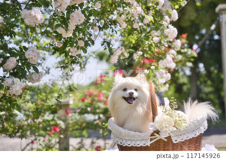 バラとポメラニアン 117145926