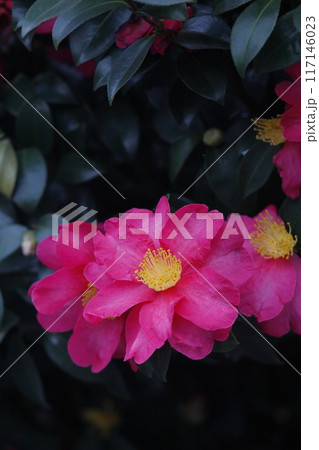 赤いサザンカの花 赤いサザンカの花 117146023