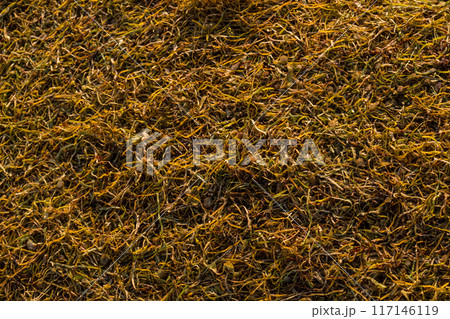 Texture of cut tobacco leaves, High quality dried cut tobacco leaves Texture of cut tobacco leaves, High quality dried cut tobacco leaves 117146119